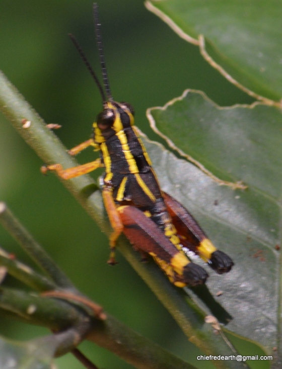 Yellow Striped Grasshopper Traulia azureipennis